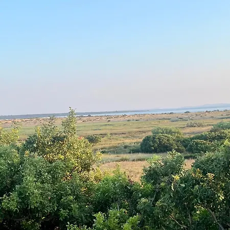Maslina Novalja